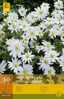 Anemone blanda white splendour 10st - afbeelding 3