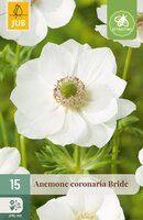 Anemone cor. Bride, 15 stuks