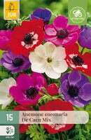 Anemone cor. De Caen Mix, 15 stuks