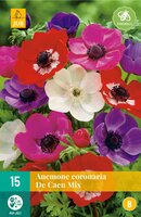 Anemone cor. de caen mix 15st