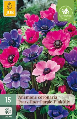 Anemone cor. Paars/Roze, 15 stuks