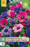 Anemone cor. Paars/Roze, 15 stuks