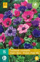 Anemone cor. paars/roze mix 15st