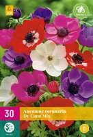 Anemone de caen mix 30st