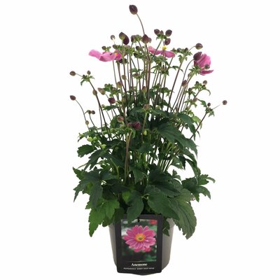 Anemone hupeh. 'Pretty Lady Emily, pot 19 cm, h 60 cm - afbeelding 1