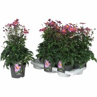 Anemone hupeh. 'Pretty Lady Emily, pot 19 cm, h 60 cm - afbeelding 2