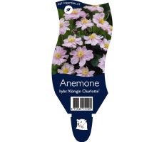 Anemone hybr. Konigin Charlotte P11