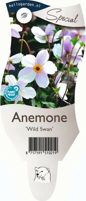 Anemone Wild Swan P11