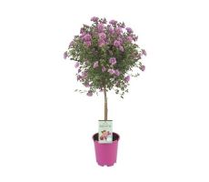 anisodontea elegance lady, p19 stam