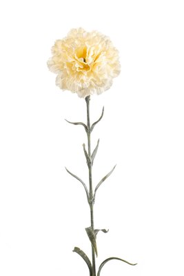 Anjersteel, 67 cm, cra¨me