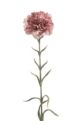 Anjersteel, 67 cm, oudroze