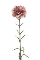 Anjersteel, 67 cm, oudroze