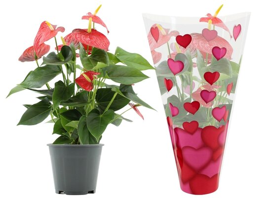 Anthurium andr. 'Lilli, pot 9 cm, h 30 cm