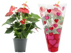 Anthurium andr. 'Lilli, pot 9 cm, h 30 cm