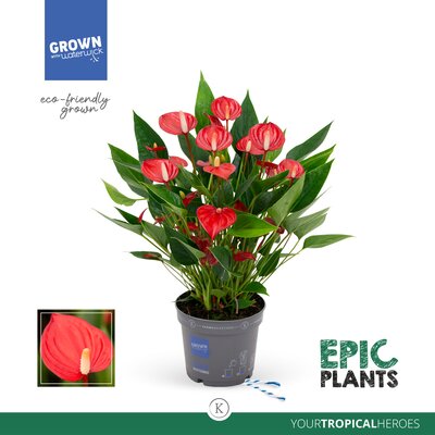 Anthurium andr. 'Mill Flowers Red (Flamingoplant)