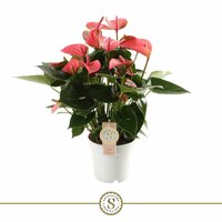 Anthurium andr. 'Pink Champion (Flamingoplant), pot 14 cm, h 50 cm