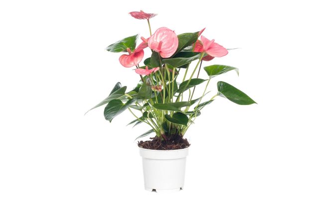 Anthurium andr. 'Pink Champion (Flamingoplant), pot 12 cm, h 40 cm