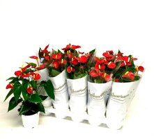 Anthurium andr. 'Red Champion (Flamingoplant), pot 12 cm, h 40 cm
