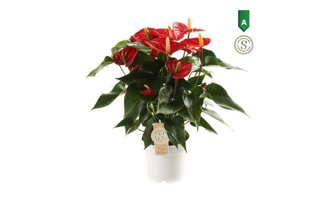 Anthurium andr. 'Red Champion, pot 17 cm, h 60 cm