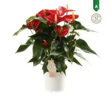 Anthurium andr. 'Red Champion, pot 17 cm, h 60 cm