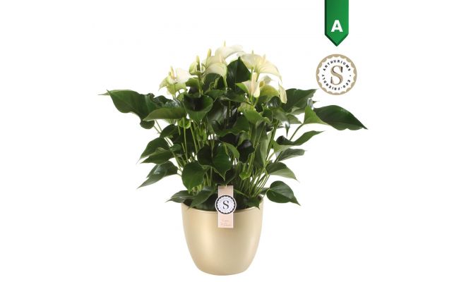 Anthurium andr. 'White Champion (Flamingoplant), pot 14 cm, h 50 cm