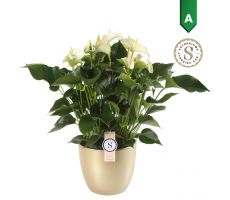 Anthurium andr. 'White Champion (Flamingoplant), pot 14 cm, h 50 cm