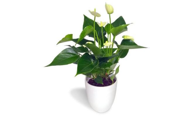 Anthurium andr. 'White Champion (Flamingoplant), pot 17 cm, h 60 cm