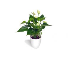 Anthurium andr. 'White Champion (Flamingoplant), pot 17 cm, h 60 cm