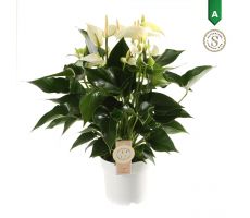 Anthurium andr. 'White Champion (Flamingoplant), pot 9 cm, h 30 cm