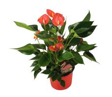 Anthurium Andreanum Mill Flowers Red (Flamingoplant), pot 12 cm