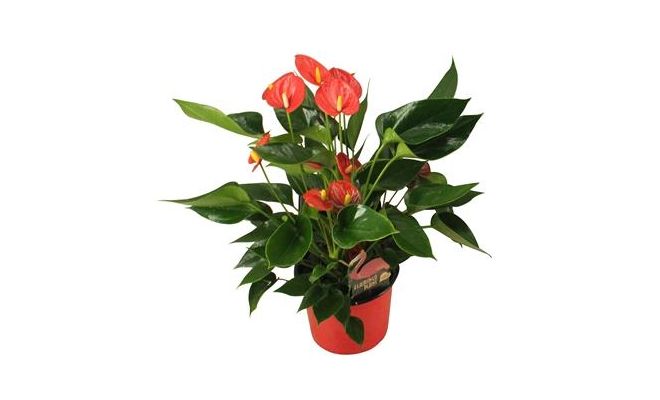 Anthurium Andreanum Mill Flowers Red (Flamingoplant), pot 9 cm, h 25 cm