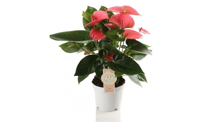 Anthurium Andreanum Pink Champion (Flamingoplant), pot 14 cm