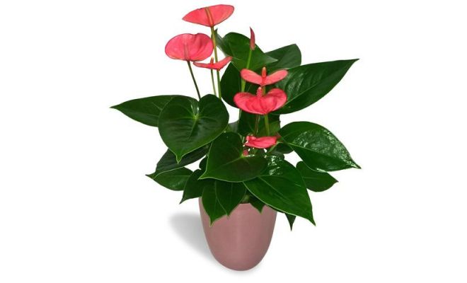 Anthurium Andreanum Pink Champion (Flamingoplant), pot 17 cm, h 60 cm