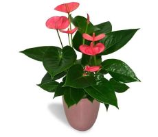 Anthurium Andreanum Pink Champion (Flamingoplant), pot 17 cm, h 60 cm