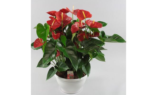 Anthurium Andreanum Red Champion (Flamingoplant), pot 12 cm, h 40 cm
