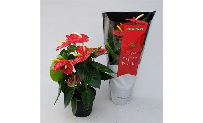 Anthurium Andreanum Red Champion (Flamingoplant), pot 14 cm, h 50 cm