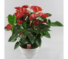 Anthurium Andreanum Red Champion (Flamingoplant), pot 17 cm, h 60 cm