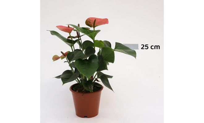Anthurium Andreanum Sweet Dream (Flamingoplant), pot 12 cm, h 40 cm - afbeelding 1