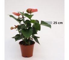 Anthurium Andreanum Sweet Dream (Flamingoplant), pot 12 cm, h 40 cm - afbeelding 1