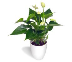 Anthurium Andreanum White Champion (Flamingoplant), pot 17 cm, h 60 cm