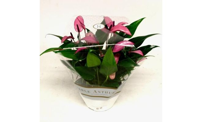 Anthurium Andreanum Zizou (Flamingoplant), pot 12 cm, h 40 cm