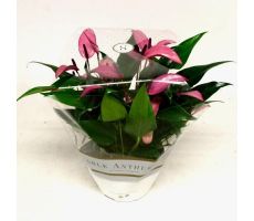 Anthurium Andreanum Zizou (Flamingoplant), pot 12 cm, h 40 cm