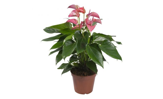 Anthurium Joli P17