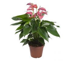 Anthurium Joli P17