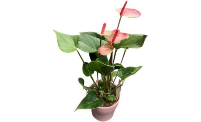 Anthurium  'Karma Pink (Flamingoplant), pot 17 cm, h 60 cm