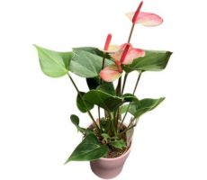 Anthurium  'Karma Pink (Flamingoplant), pot 17 cm, h 60 cm