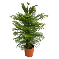 Araucaria heterophylla, pot 14 cm, h 40 cm