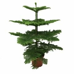 araucaria heterophylla, pot 21, h 100 cm - afbeelding 1