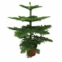 araucaria heterophylla, pot 21, h 100 cm - afbeelding 2