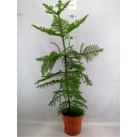 araucaria heterophylla, pot 21, h 100 cm - afbeelding 2